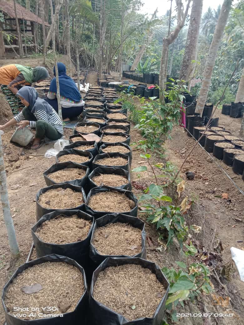 Budidaya Jahe Merah dengan Polibag